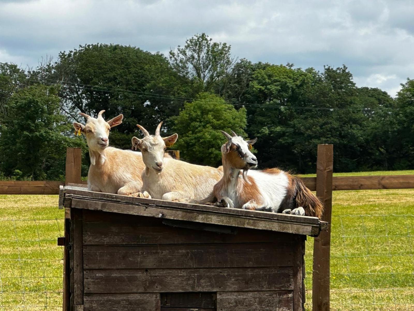 Stags Hide Hotell Minwear Exteriör bild